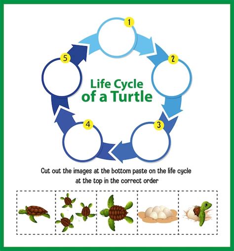 Free Vector Diagram Showing Life Cycle Of Turtle