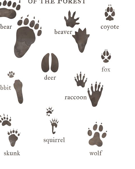 An Animal Tracks Poster Print Featuring Woodland Forest Animal Paw