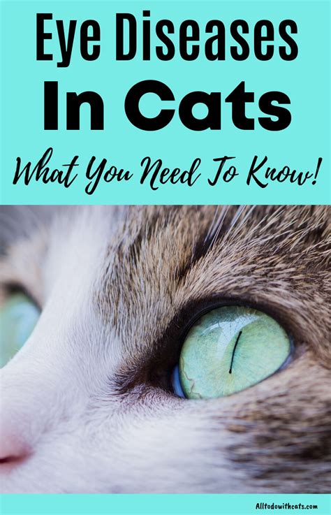 Discover All About Eye Diseases In Catsthe Ultimate Guide Cat Eye