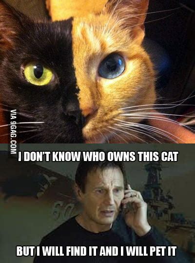 Awesome Looking Cat 9gag