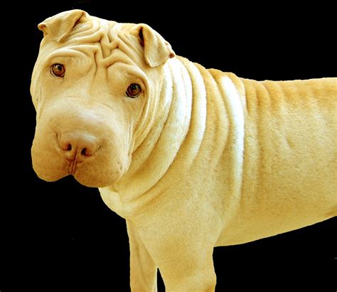 Chinese Shar Pei 6 Free Photo Download Freeimages