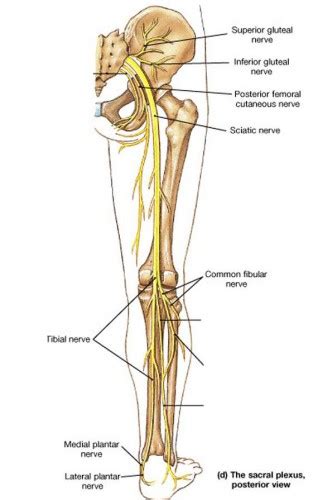 Nerves Of The Leg Diagram ModernHeal