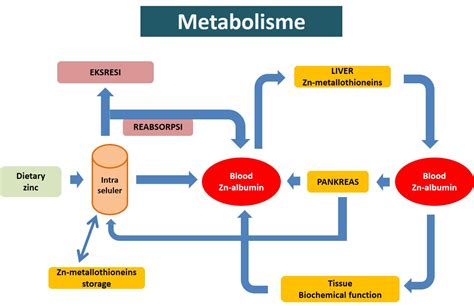 Metabolisme