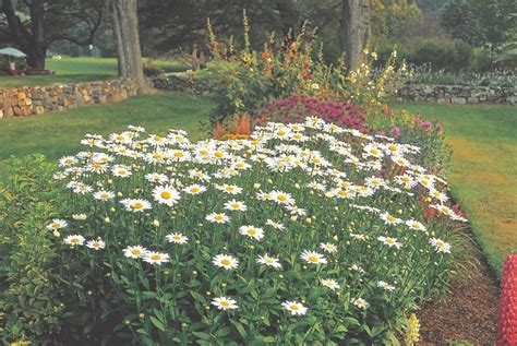 Perform renewal pruning of an old or overgrown doublefile viburnum early in the spring. All About Shasta Daisies | Shasta daisies, Landscaping ...