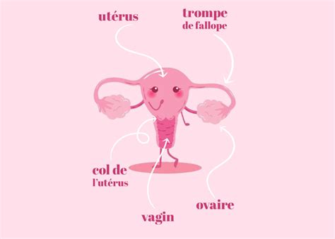 Le Système Reproducteur Féminin Et Ses Organes Herloop