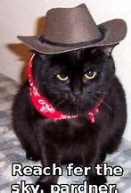 Fastest and easy online meme generator, create meme, 100000+ templates, you can upload your own foto / picture. Image result for Cats in Cowboy Hats | Lone ranger, Cat ...