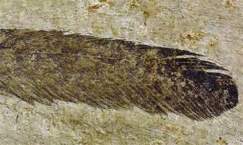 First Feather Fossil Ever Found Belongs To A Mystery Dinosaur Daily