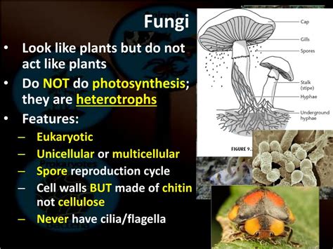 Ppt Biodiversity And Conservation Powerpoint Presentation Free Download Id1860544