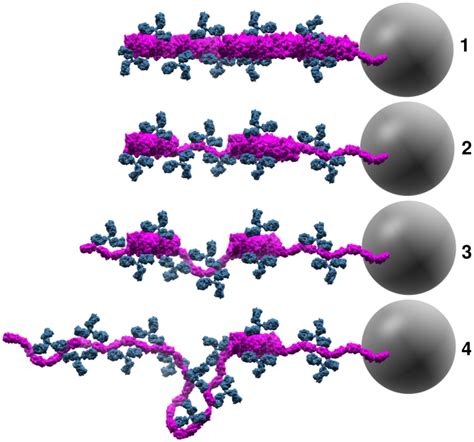 A Schematic Representation Of Our Conceptual Model For Molecular Events Download Scientific