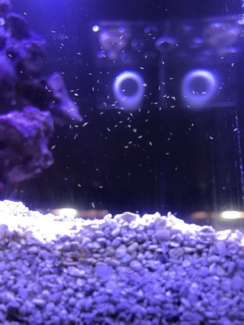 White Worms On Reef Tank Glass Reef2reef Saltwater And Reef Aquarium