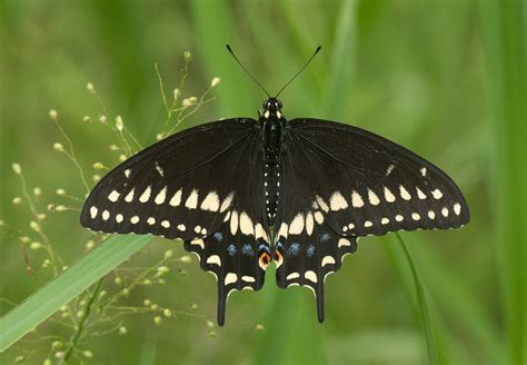 Black Swallowtail Alabama Butterfly Atlas