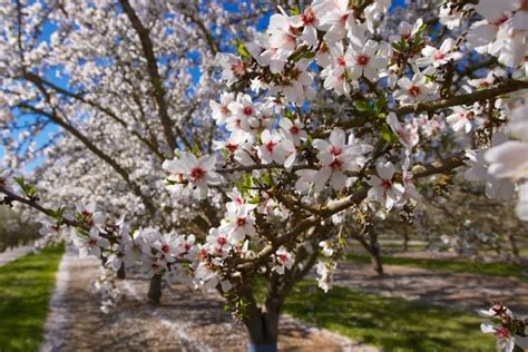 Almond Tree Care Planting And Growing Tips Uk