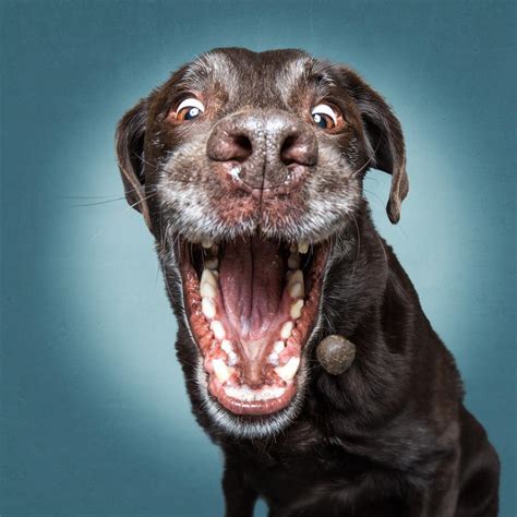 On this website, we also have variation of pictures available. Humorous Photos of Dogs Catching Treats in Their Mouths