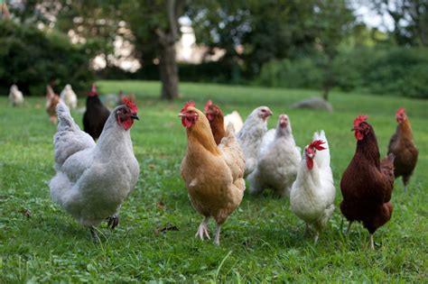 Simple Steps To Raising Healthy Backyard Chickens Final Prepper