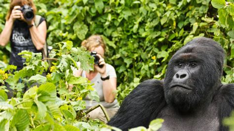 Gorilla Trekking Uganda Rwanda And Drc Explore Plus Travel And Tours