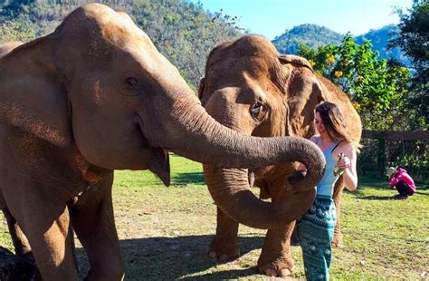 Working As A Chiang Mai Elephant Sanctuary Volunteer