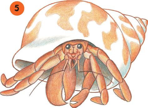 Follow along & learn how to draw a hermit crab! Hermit Crab - Pets Book