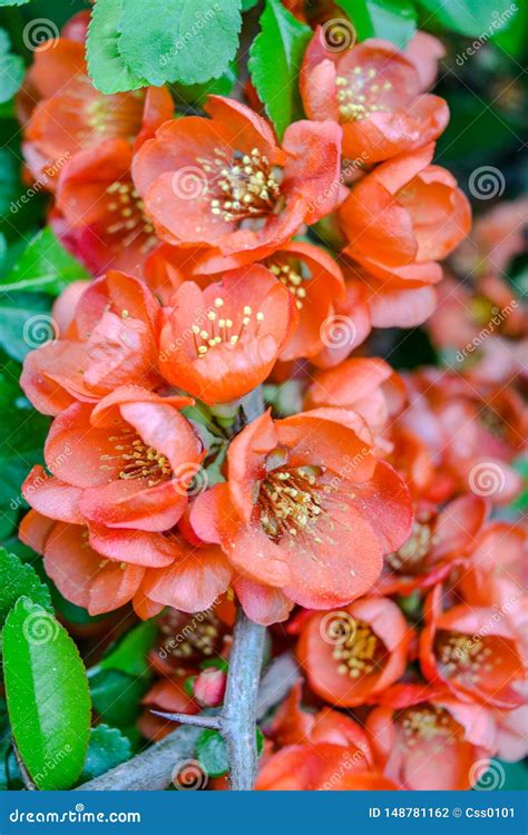 Close Up Of Red Flowers On Bush Branch Blooming Bush With Green Leaves