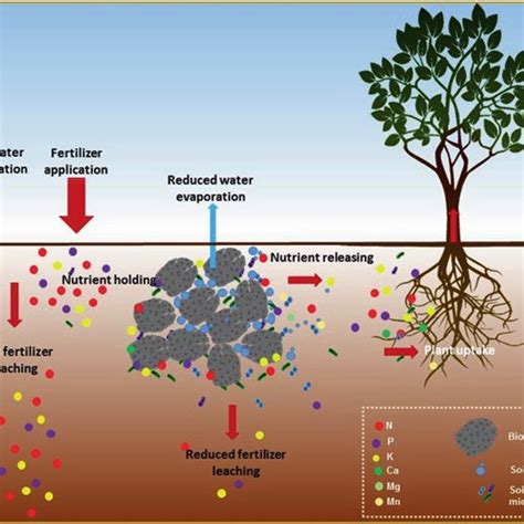 Pdf Biochars Influence As A Soil Amendment For Essential Plant