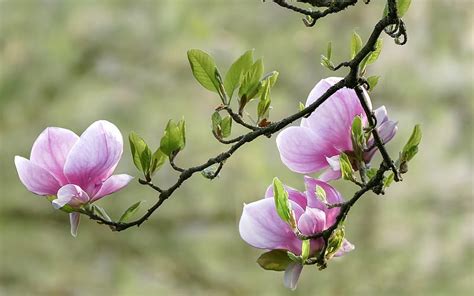 Magnolia Blossoms Tree Pink Hd Wallpaper Peakpx