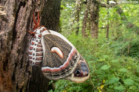 Cecropia Moth The Life Cycle Of The Largest Moth In North America