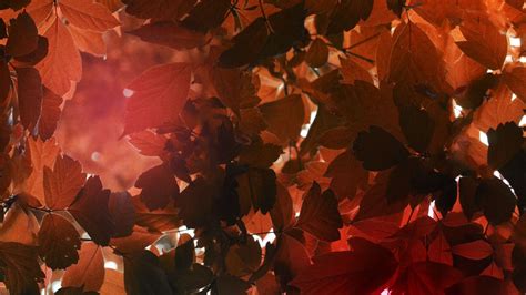 Download Wallpaper 1920x1080 Leaves Sunlight Autumn Nature Full Hd