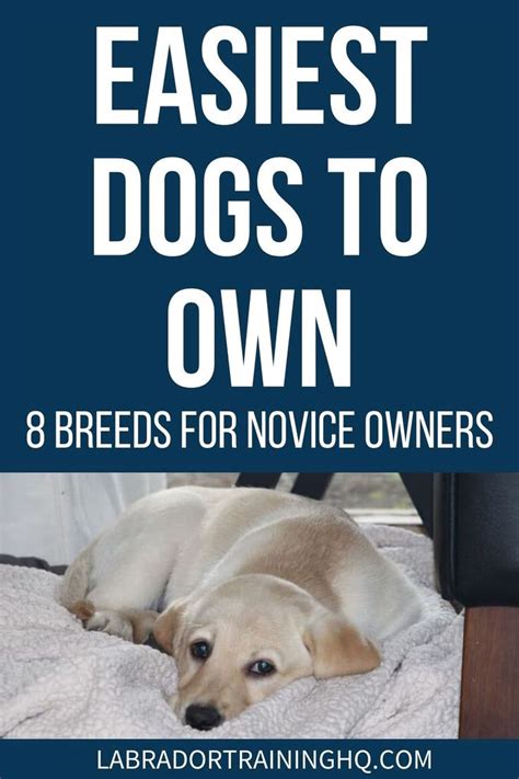 Easiest Dogs To Own 8 Breeds For Novice Owners Labradortraininghq