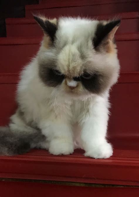 Meow Meow Is The New Grumpy Cat In Town And Shes Furious