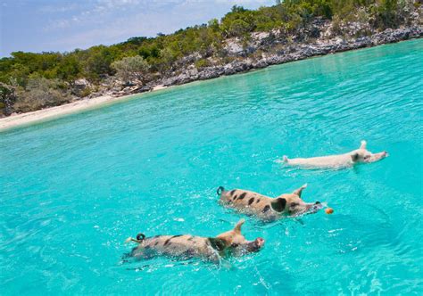 Meet The Swimming Pigs Of The Bahamas