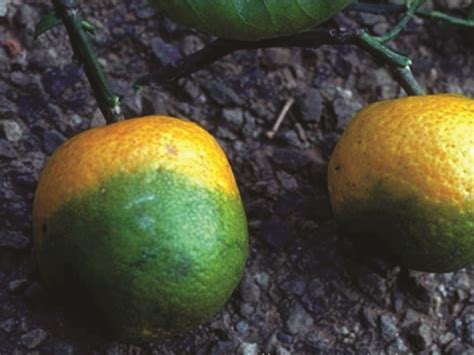 Citrus Greening Disease Appears In Riverside Ucr Researchers Alarmed