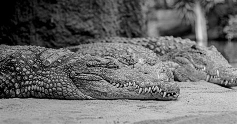 946671 4k Reptiles Crocodile Animals Monochrome Crocodiles Rare