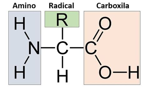 Aminoácidos Que Son Estructura Y Tipos Definiciones Y Conceptos