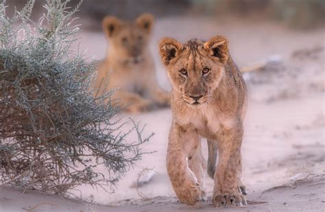 Namibias Desert Adapted Lions Africa Geographic