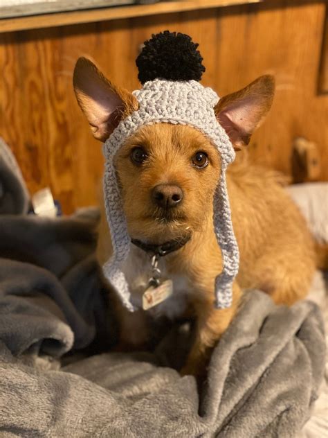 Dog Beanie Etsy