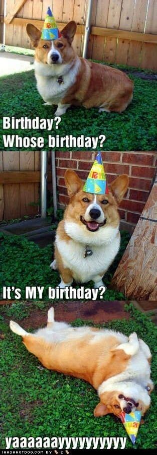 🐕 100 Funniest Happy Birthday Dog Memes Guaranteed To Lol 🤣