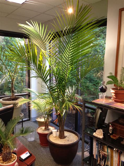 How To Care For A Majesty Palm In The Winter Tarsha Blevins