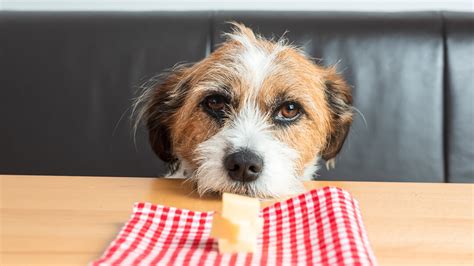 Although for non jewish christians eating pork or shellfish is not forbidden you do not understand correct the reasoning behind that and your arguments could be used to support homosexuality for. Can Dogs Eat Pork? To Feed or Not to Feed? | Purina