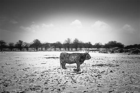 Free Photo Grayscale Photo Of Animal Animal Black And White Cattle