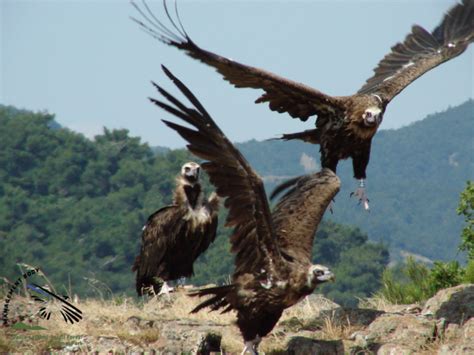 The Only Remaining Cinereous Vulture Breeding Colony In The Balkans Vulture Conservation