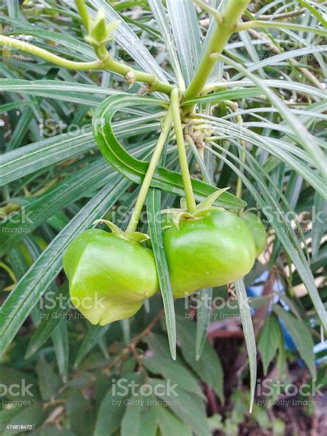 Green Oleander Fruit Stock Photo Download Image Now 2015 Branch
