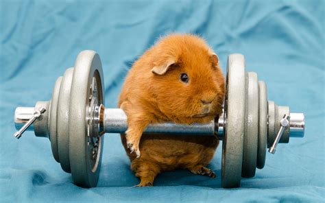 Humor Animals Dumbbells Gyms Working Out Guinea Pigs Wallpapers Hd