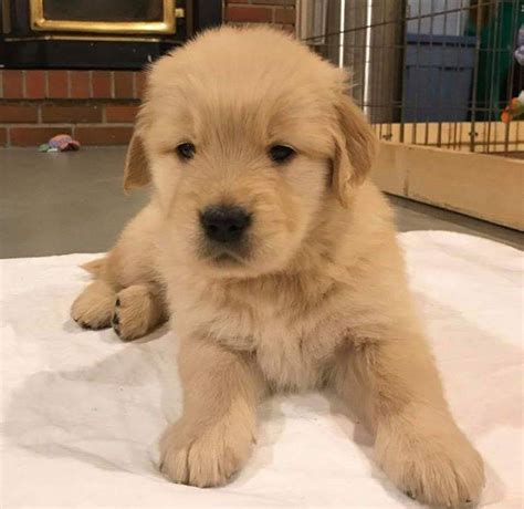 Golden Retriever Puppies For Sale Minneapolis Mn 328407