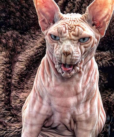This Extra Wrinkly Evil Looking Cat Is Actually Very Lovely 30 Pics
