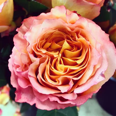 A spirit seed is a rare seed that members can use to grow a spirit tree at level 83 farming. The Free Spirit Rose - opens so beautifully! | Free spirit ...