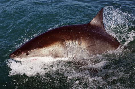 Great White Sharks Spotted Off Northern California Coast New Country 105 1