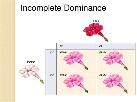 Are you studying genetics but don't understand the codominance vs. Incomplete Dominance Definition | Free Images at Clker.com ...