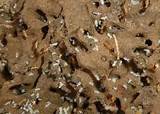 What Do White Ants Nests Look Like Images