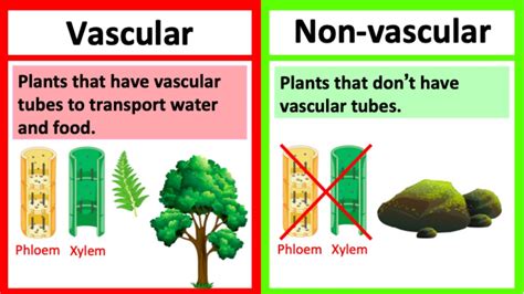 Vascular Vs Non Vascular Plants 🤔 Whats The Difference Learn With
