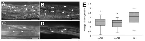 Maintenance of animal cell lines. A: Muscle cell of NK358 pat-3::GFP animal. The dotted ...