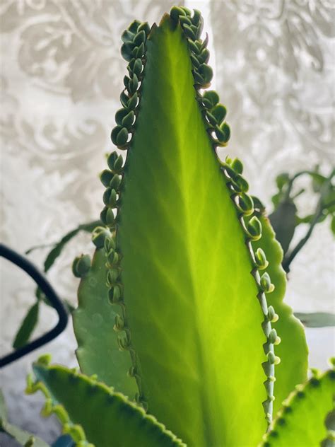 Mother of thousands newest addition in 2020 | Plant fungus, Plant leaves, Plants